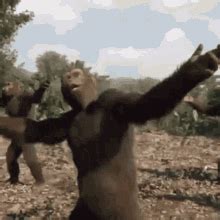monkeys dancing gifs tenor