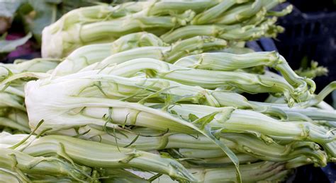 Артишок испанский кардон выращивание - фото