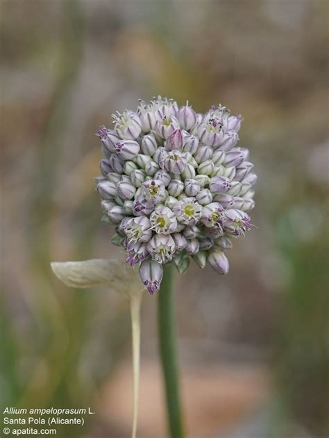 Allium Ampeloprasum Artofit