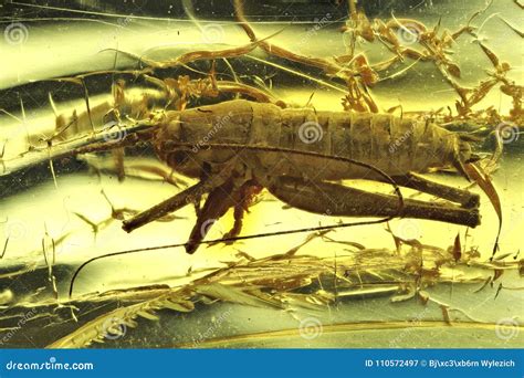 Veenmol stock afbeelding. Image of baltisch, ambergeel - 110572497