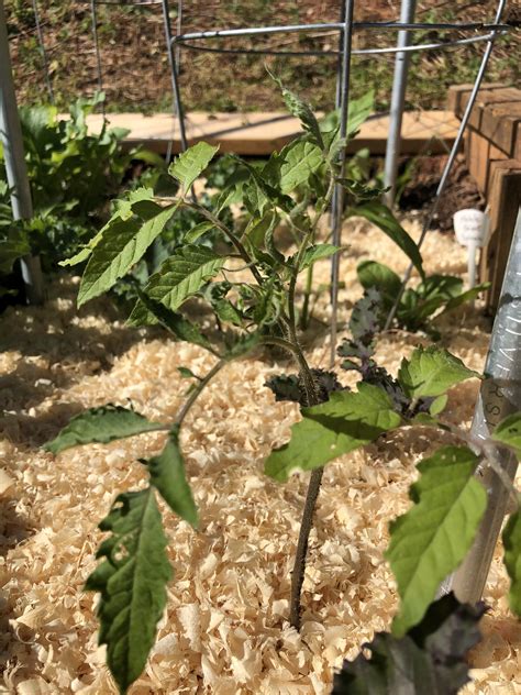 Is this curly top virus? Or am I being paranoid? : r/tomatoes
