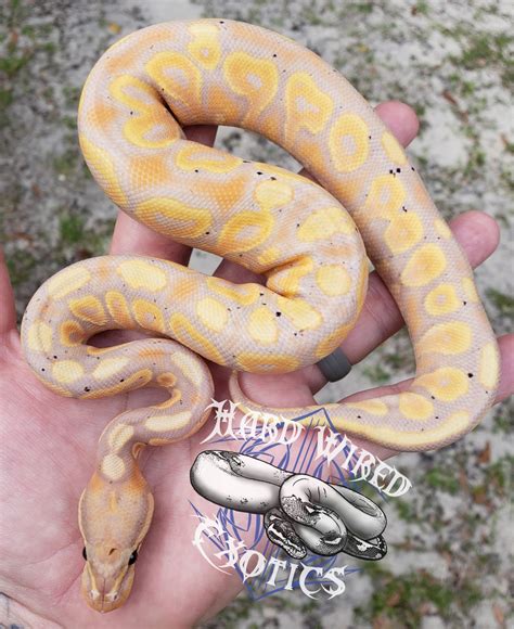 Banana Hra Yb Ball Python By Hard Wired Exotics Morphmarket