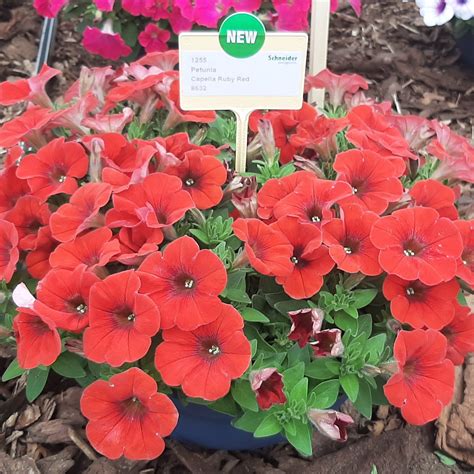 Петуния Capella