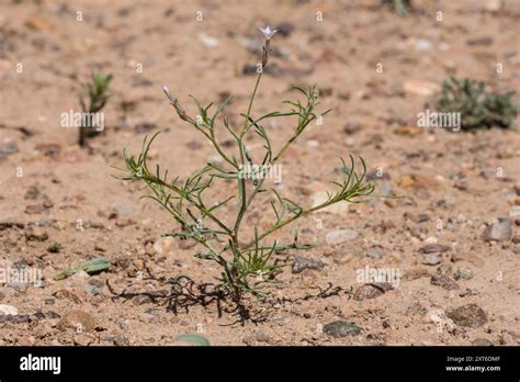 Iron Ipomopsis Ipomopsis Laxiflora Plantae Stock Photo Alamy