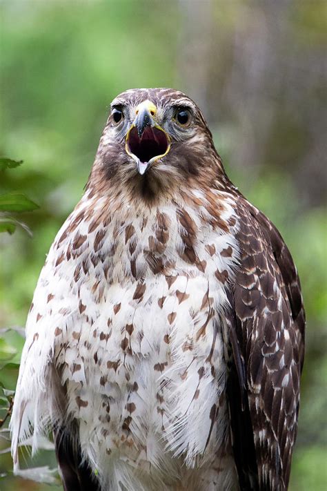 Portrait Of Red Tailed Hawk With Open Mouth Photograph By Bob Silverman