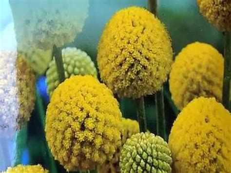 КРАСПЕДИЯ. Мне понравилось ТАК сеять. - YouTube