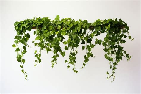 Hanging plant ivy leaf houseplant. | Premium Photo - rawpixel