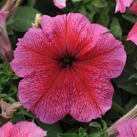 Daddy® Sugar Petunia