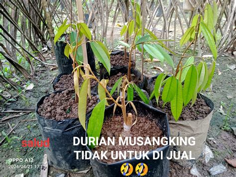 Salud - Hanya ini foto yang gua punya, jadi cuma ini yang bisa gua