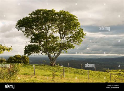 Sunshine Coast Hinterland Palmwoods The Best Of The Sunshine Coast