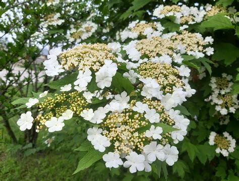 Цветущая Калина (Множество фото!) - treepics.ru