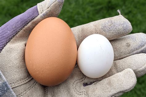 Bantam Eggs