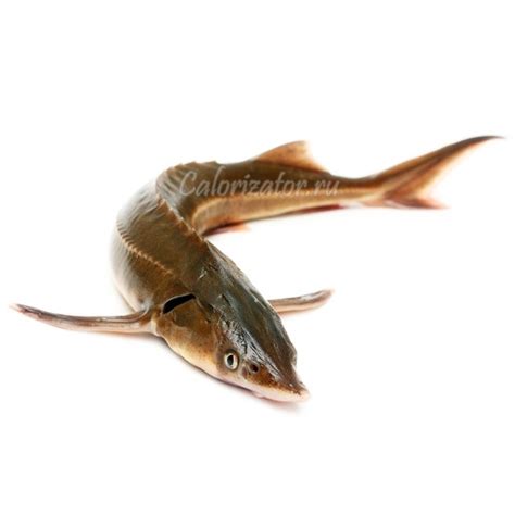 Белуга свежая - калорийность, полезные свойства, польза и вред ...