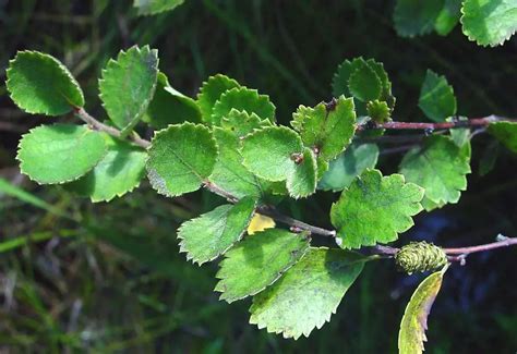 18 Types of Birch Trees (Leaves Identification with Pictures)