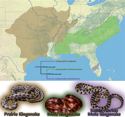 Found In East Tn Rsnakes