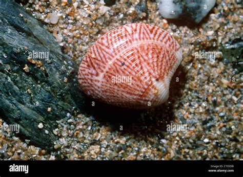 Striped Venus Clam Chamelea Gallina Veneridae Exposed Alive On The