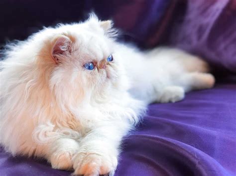 Persian Kitten for sale in California: Persian Cat Breeders - Cat Queries