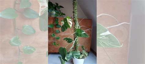 Тотем для растений купить в Москве | Товары для дома и дачи | Авито