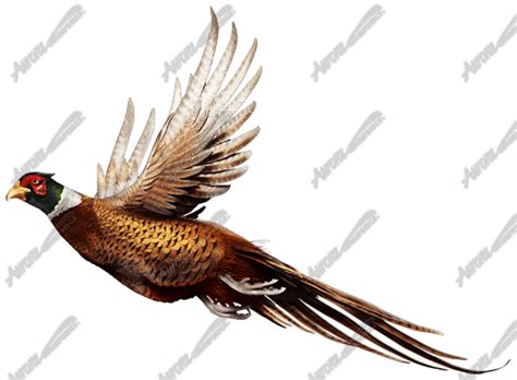 Ringneck Pheasant - Aurora Graphics