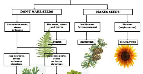 Mrs. Remis' Science Blog - 5th Grade: DICHOTOMOUS KEYS