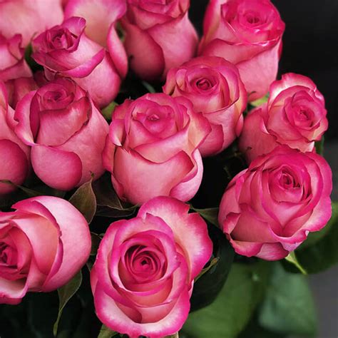 Саженцы розы карусель купить в Москве по цене от 690 рублей