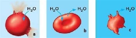 ОСМОС | Quiz