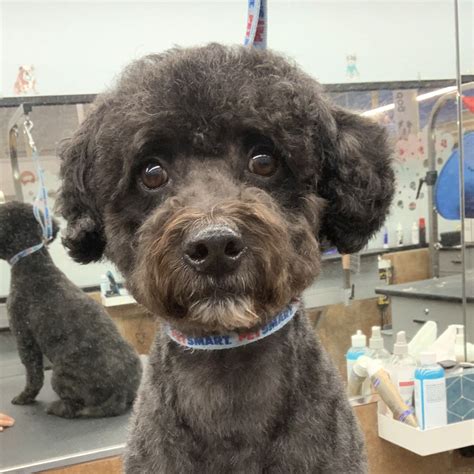 Available Dogs – Arizona Poodle Rescue