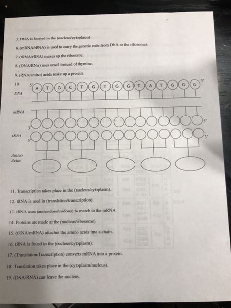 Protein Synthesis Worksheet with Answer Key - Laney Lee - Worksheets ...
