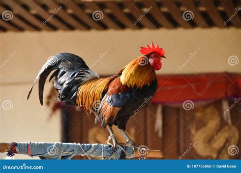 A Great Rooster Illuminated By The Morning Sun Stock Photo Image Of