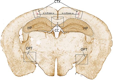 Frontiers Chronic Neurobehavioral Sex Differences In A Murine Model