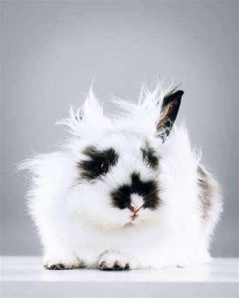 500+ Lionhead Rabbit Colors Stock Photos, Pictures & Royalty-Free ...