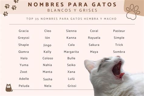 300 Nombres Para Gatos Blancos Machos Y Hembras