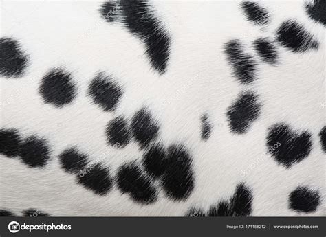 Full screen dalmatian spots pattern Stock Photo by ©Miraswonderland 171158212