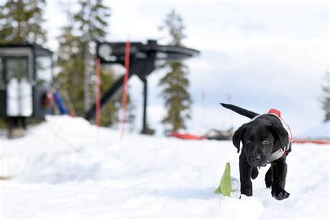 The Squaw/Alpine Avalanche Rescue Dogs - Martis Camp: Lake Tahoe Luxury Community & Properties