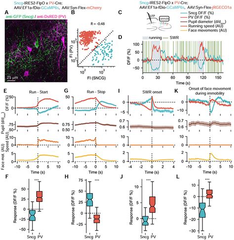 Alternating Sources Of Perisomatic Inhibition During Behavior