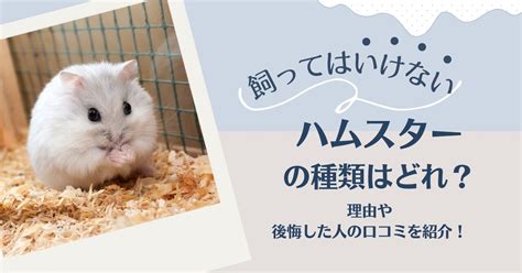 飼ってはいけないハムスターの種類はどれ？理由や後悔した人の口コミを紹介！ 買ってはいけない＋