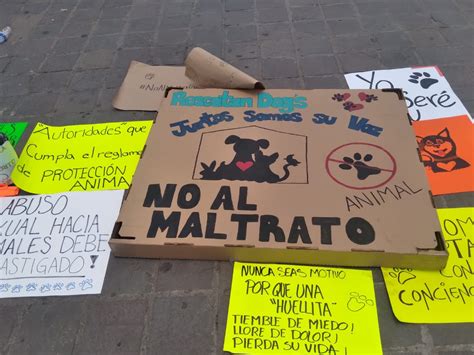 Participan Cientos En Marcha Contra El Maltrato Animal En Celaya