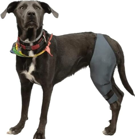 Dog Knee Brace Small Dog Knee Brace For Acl Knee Cap Dislocation