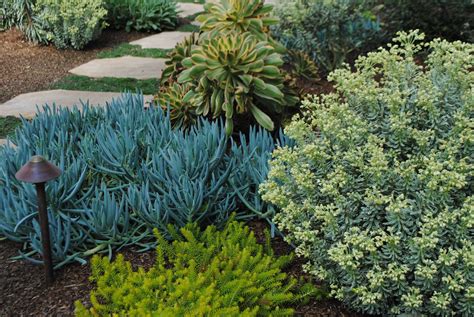 Extra Large Blue Chalk Sticks Cuttings Curio Repens Chalk Fingers
