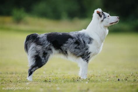 Aussiegalleri.se | Herding breed, Dog breeds, Australian shepherd