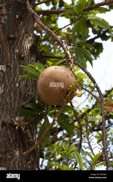 Sal Tree In Thailand Stock Photo Royalty Free Image 135492859 Alamy