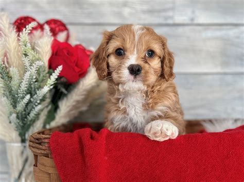 Cavapoo Dog Male Red White 3501087 The Barking Boutique