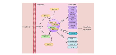 The Mechanism Of Hypoxia Induces Sorafenib Resistance In HCC Edited By