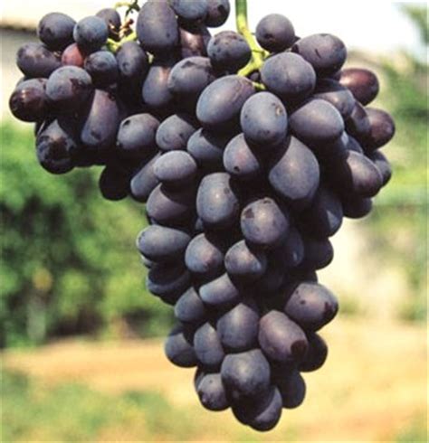 Черный Виноград Фото — Фото Картинки