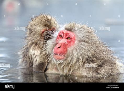 Japanese Snow Monkey Monkey Hot Steam Bath Macaque Monkeys Stock Photo Alamy
