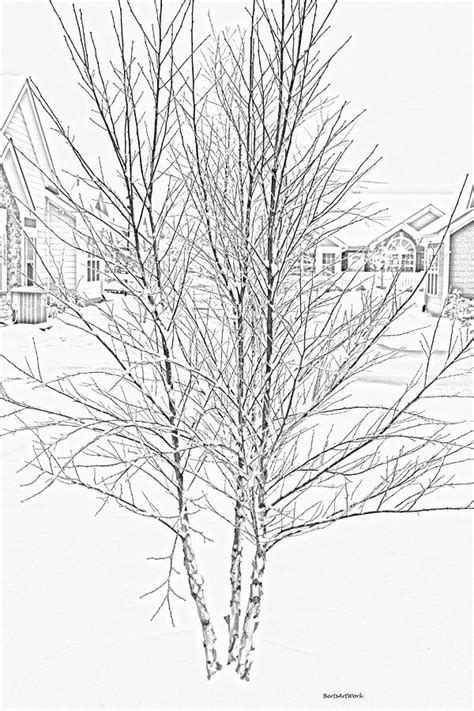 Bare Naked Tree Photograph By Roberta Byram