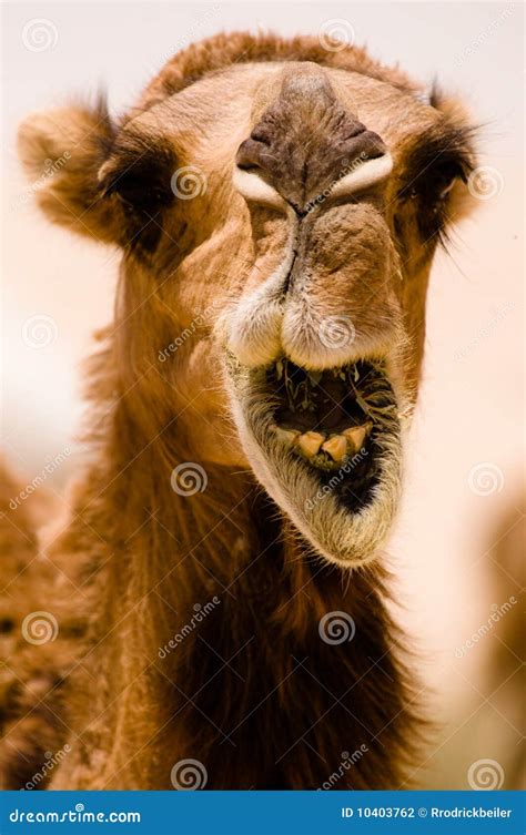 Camel Smile Stock Photography Image 10403762