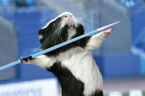 The Guinea Pig Games Calendar Boing Boing
