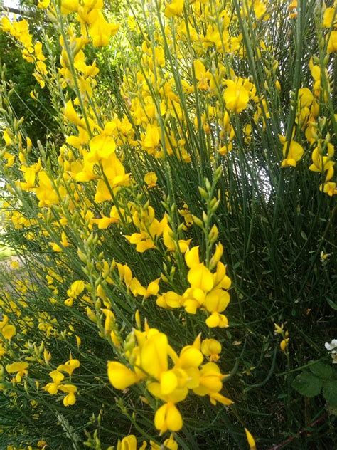 Pin di Halimeh su 🌺گل ١ | Fiori, Piante, Giardino