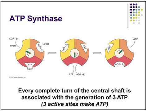 Oxidative Phosphorylation Flashcards | Quizlet